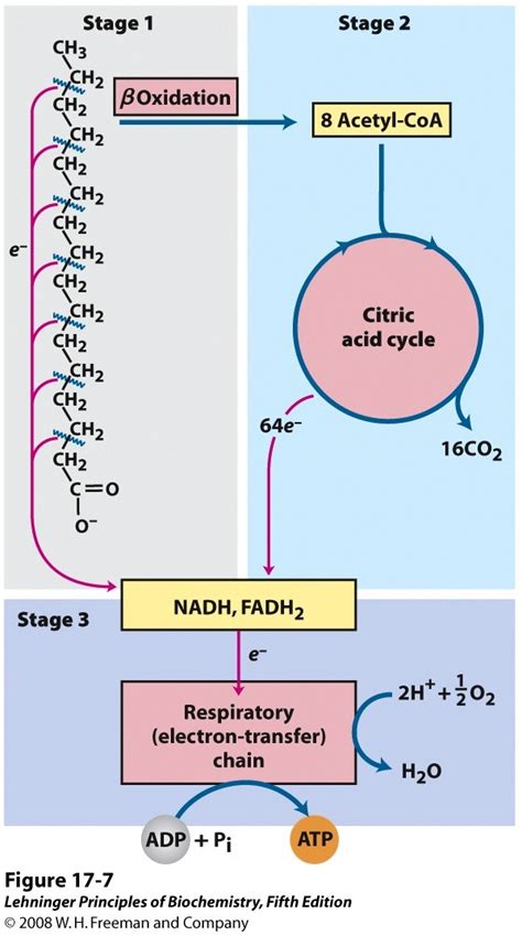 Fatty Acid beta.
